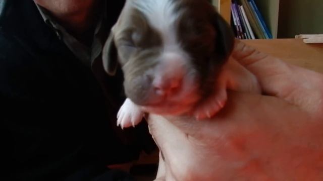 English Springer Spaniel Puppies For SALE Part 2: Puppy Intro смотреть онлайн
