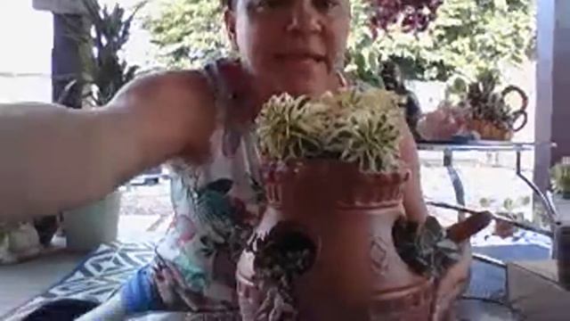 Reto 🕰️ #sembrandoalgoreciclado #suculentas #sedum #graptopealum