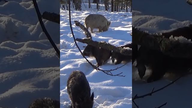 Опасная cъёмка ,дикие кабаны с маленькими кабанчиками на кормежки.#shorts смотреть онлайн