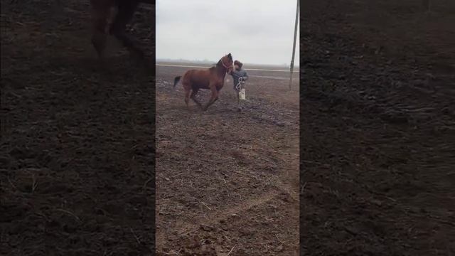 Американский рысак Даллас-Ч смотреть онлайн