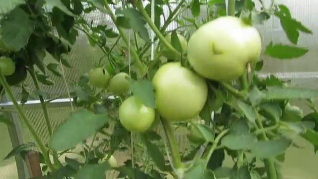 Томат Евпатор. Дегустация. смотреть онлайн