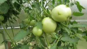 Томат Евпатор. Дегустация.