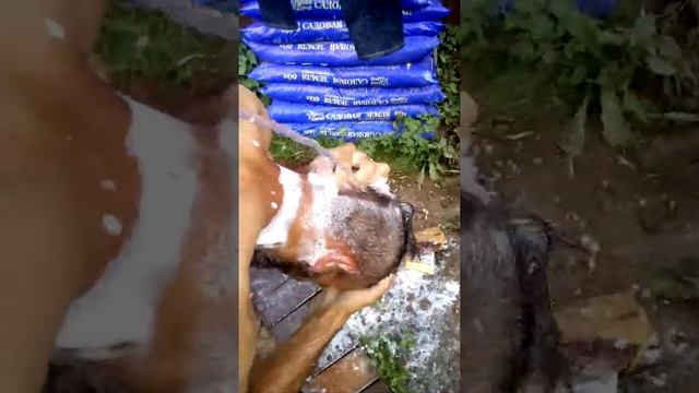 Syoss men (1) смотреть онлайн