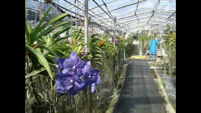 Орхидеи, ботсад Пхукета смотреть онлайн