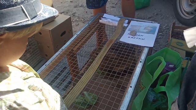 Песни по ночам под гитару- пенсионеры отдыхают! Рынок вынесли. смотреть онлайн