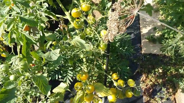 Мой огород и мой 45- ий день рождения. 13.09.2020. Радость каждый день! смотреть онлайн