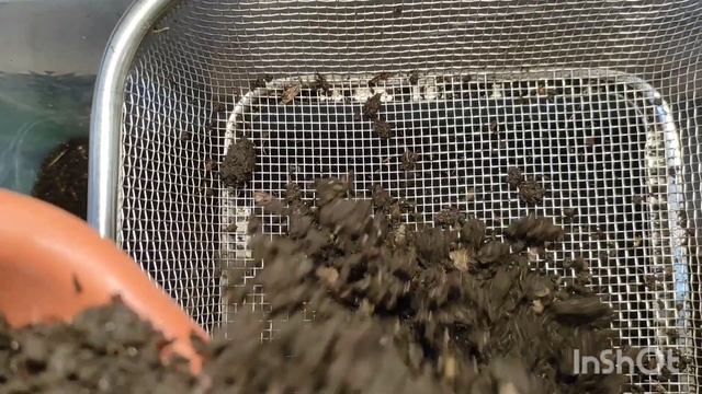 Старатель плохо растёт? смотреть онлайн