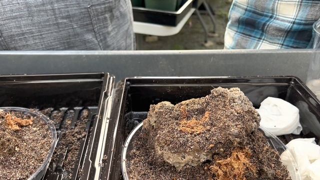 How To Make a Pinguicula Rock Display смотреть онлайн