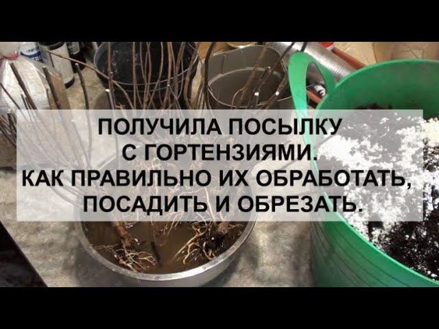 Получила посылку с гортензиями. Как правильно их обработать,посадить и обрезать. смотреть онлайн
