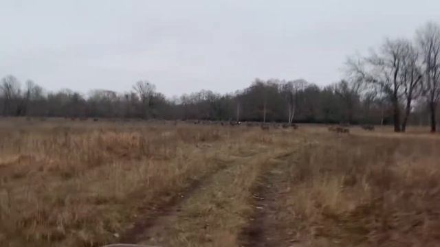 Охота на оленя. смотреть онлайн