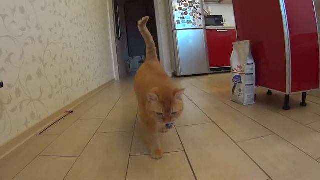Кот-игрун приносит в руки игрушку смотреть онлайн