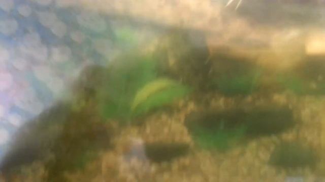 Кормление красноухой черепахи кальмарами смотреть онлайн