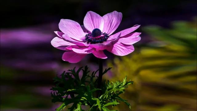 Bobby Lewis - If Not For You смотреть онлайн