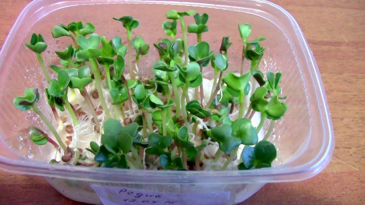 Садите Редис только этим способом. Рассада Редиса.. смотреть онлайн