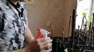 Не просыпаются почки на черенках винограда. Что делать?