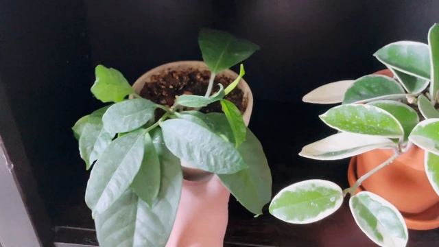 Houseplant Tour! My Hoya Collection