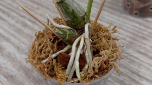 Обзор приживаемости новичков-катасетумов. Катасетум или орхидея морковка.