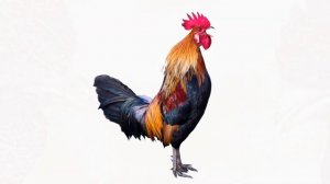 Почему Петухи кукарекают Каждое утро