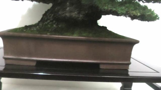 Bonsai Europa 2015 - Japanese White Pine смотреть онлайн