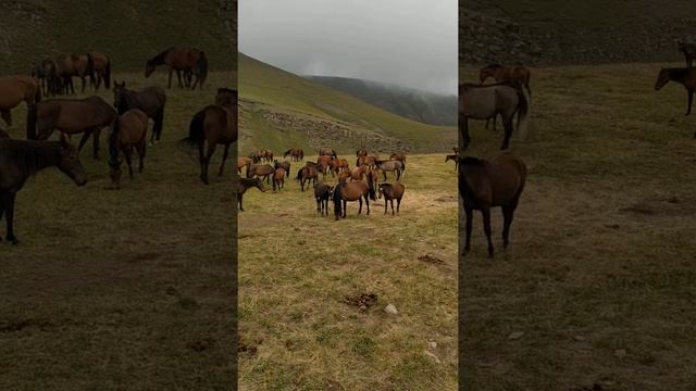 Кормление табуна солью в горах.