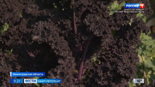 В Ленинградской области уборка урожая поздних сортов капусты смотреть онлайн