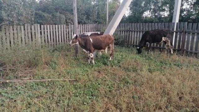 Привесы за август и другие новости смотреть онлайн