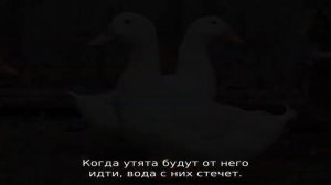 Бройлерные утки — описание породы