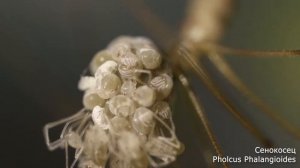 Паук сенокосец pholcus phalangioides