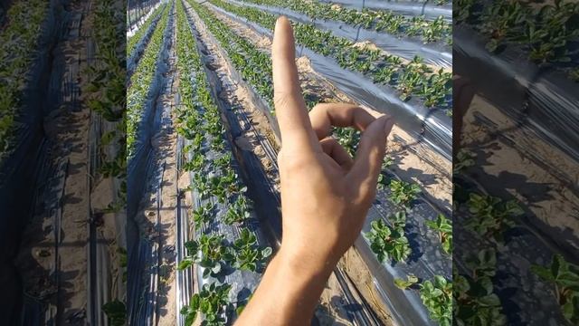 Сорт клубники который не болеет! смотреть онлайн