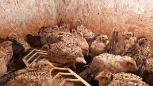 Как избавиться от бездомных собак ?//Выход есть?