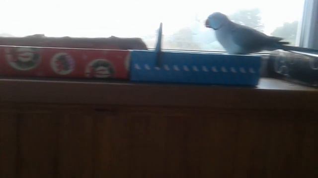 Утро с попугаем!!!!🐦🐦🐦🐦