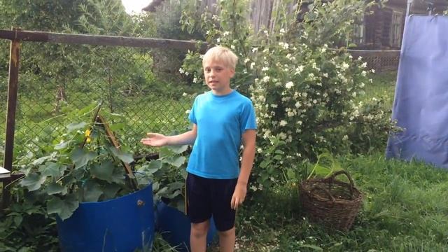 огурцы выращиваем в бочке!