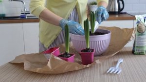 Пересадка гиацинтов