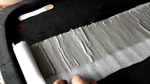 Рассада помидор в улитке!