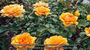 Роза Амбер Куин (Amber Queen)