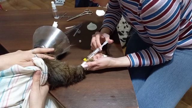 У пожилого кота Сэма обострение ХПН 03.05.2021 смотреть онлайн