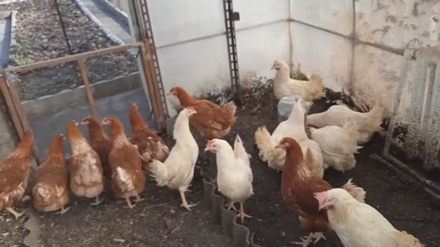 Курочки несушки. Молодки. Русская Белая и Ломан Браун. смотреть онлайн