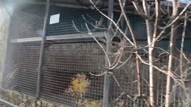 Ложь про смерть белоснежной Тигрюли из _“Сказки_“ ! смотреть онлайн