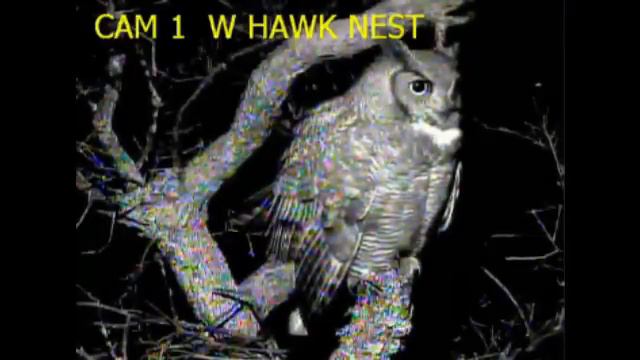 Eaglecrest Wildlife Great Horned Owl Hoot 1-29-13 смотреть онлайн
