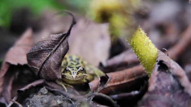 Unleashing the Gunnera Manicata & Tips for Giant Tropical Leaves! смотреть онлайн