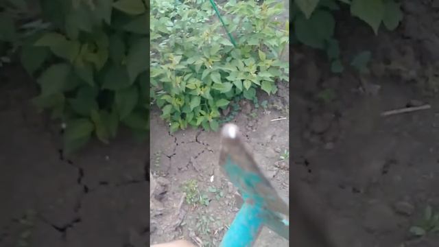 Муравьи,и их личинки смотреть онлайн