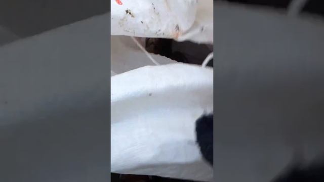 Американский сом хрюкает)) смотреть онлайн