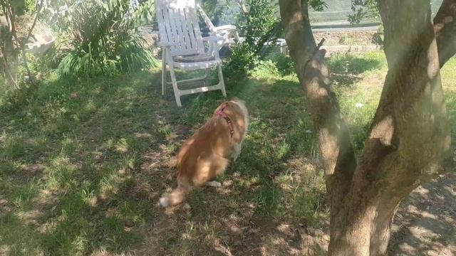 ШКОЛА У НАС В ВОСКРЕСЕНЬЕ 🙈САНСА УЧИТСЯ😁ГАЛИНКА ИТАЛИЯ🌺🇮🇹 смотреть онлайн