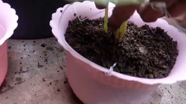 BIGNONIA PLANT | Cutting | TATANIM | Pataba | PROPAGATE | Tagalog, Paano I tanim, Bignonia Variety смотреть онлайн