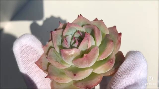 Echeveria Silhouette (Y) смотреть онлайн