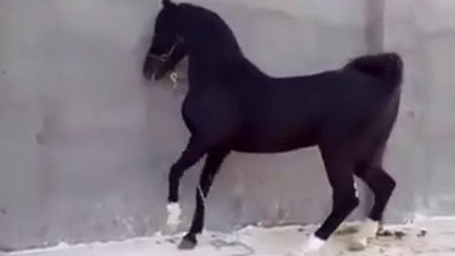 Конь арабский . жылкы. Ат смотреть онлайн