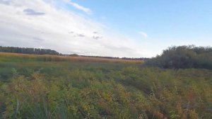 ОСЕННЯЯ ОХОТА 2021/ОХОТА С ОДНОСТВОЛКОЙ/КУЧА ЧИРКОВ/С НЕЙ ВСЕГДА С ДОБЫЧЕЙ!