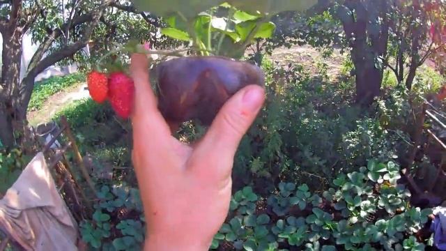 Рассада ремонтантной клубники "Альбион" смотреть онлайн