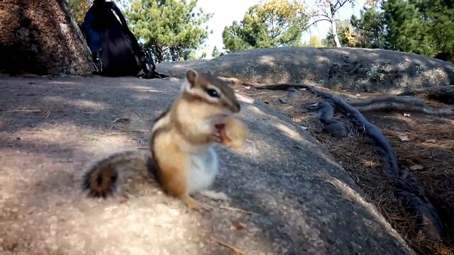 В мире жрущих животных. "Столбы", бурундук, 20 сентября. смотреть онлайн