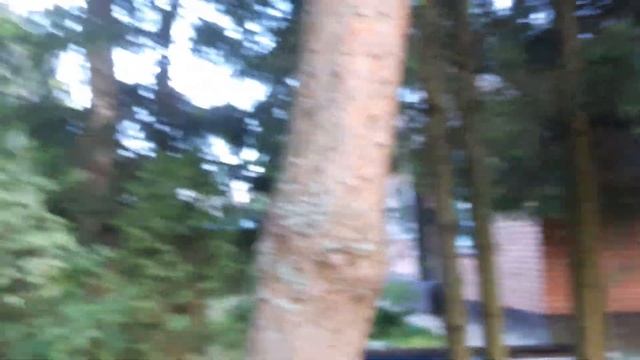 Спасение птенца сороки. смотреть онлайн